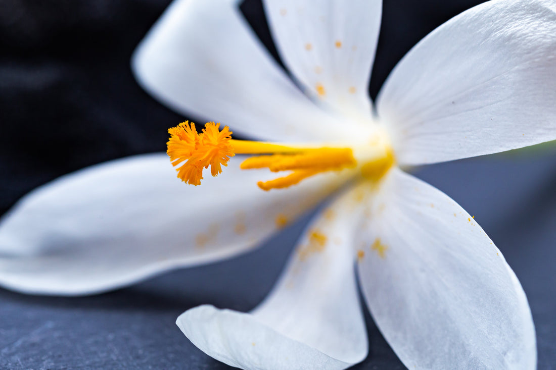 Jasmine - The Delicate and Empowering Flower