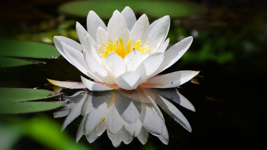 Lotus Oil: The Timeless Beauty Secret Your Skin Needs